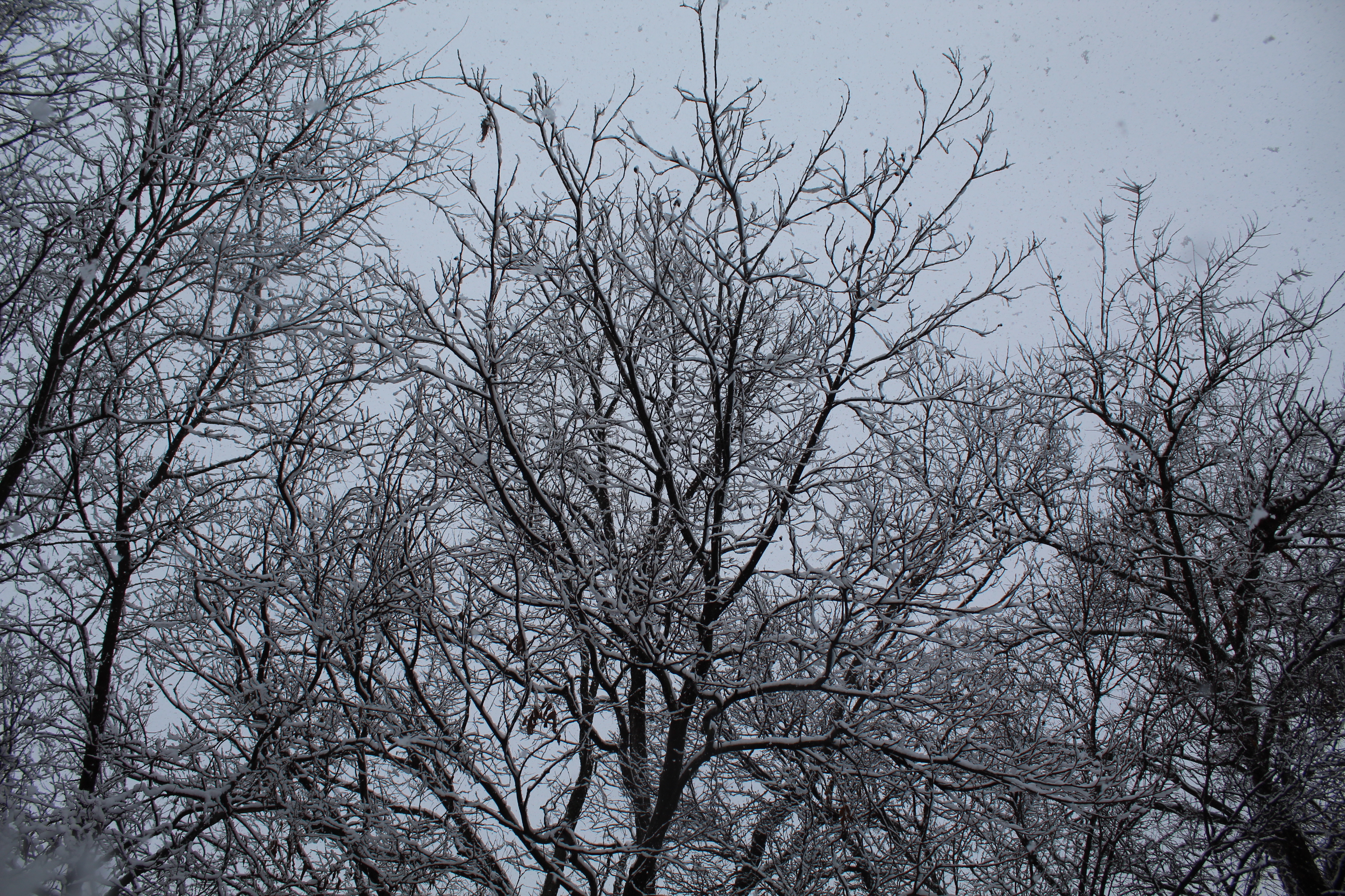 Snowy Tuesday