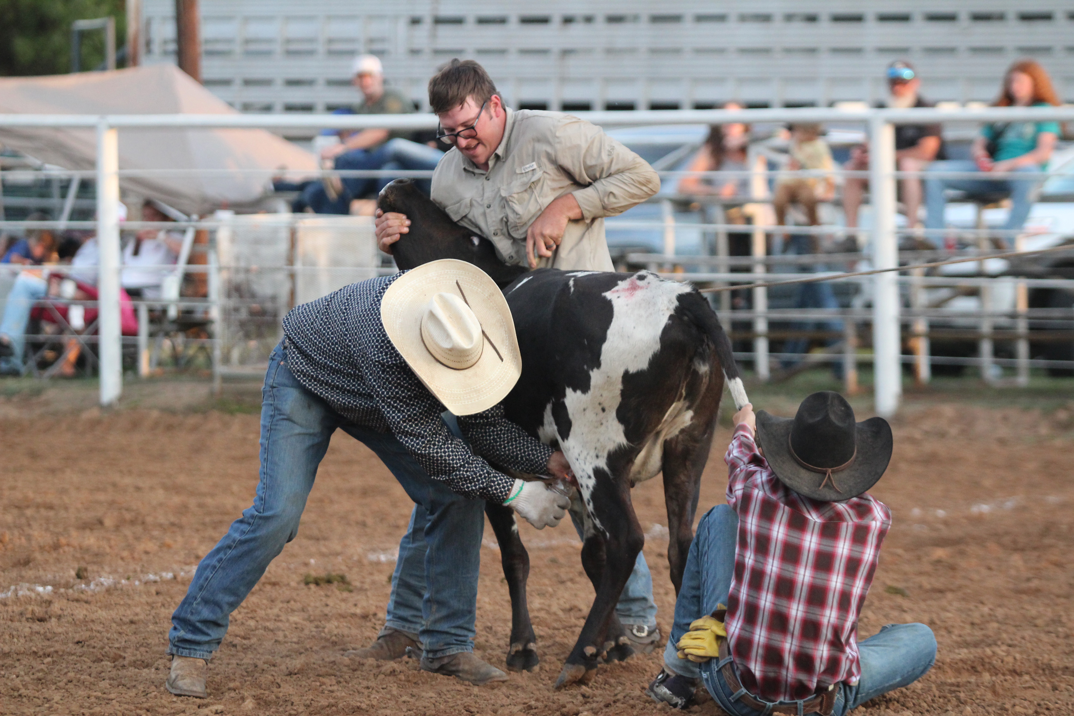 Members of the 3F Cattle Company team participate in the Wild Cow Milking division of the Tecumseh Round-Up Club Rodeo on Sept. 28 after the Frontier Days festival.. Five other ranches or cattle companies also competed in roping events at the rodeo. Countywide & Sun/Natasha Dunagan 