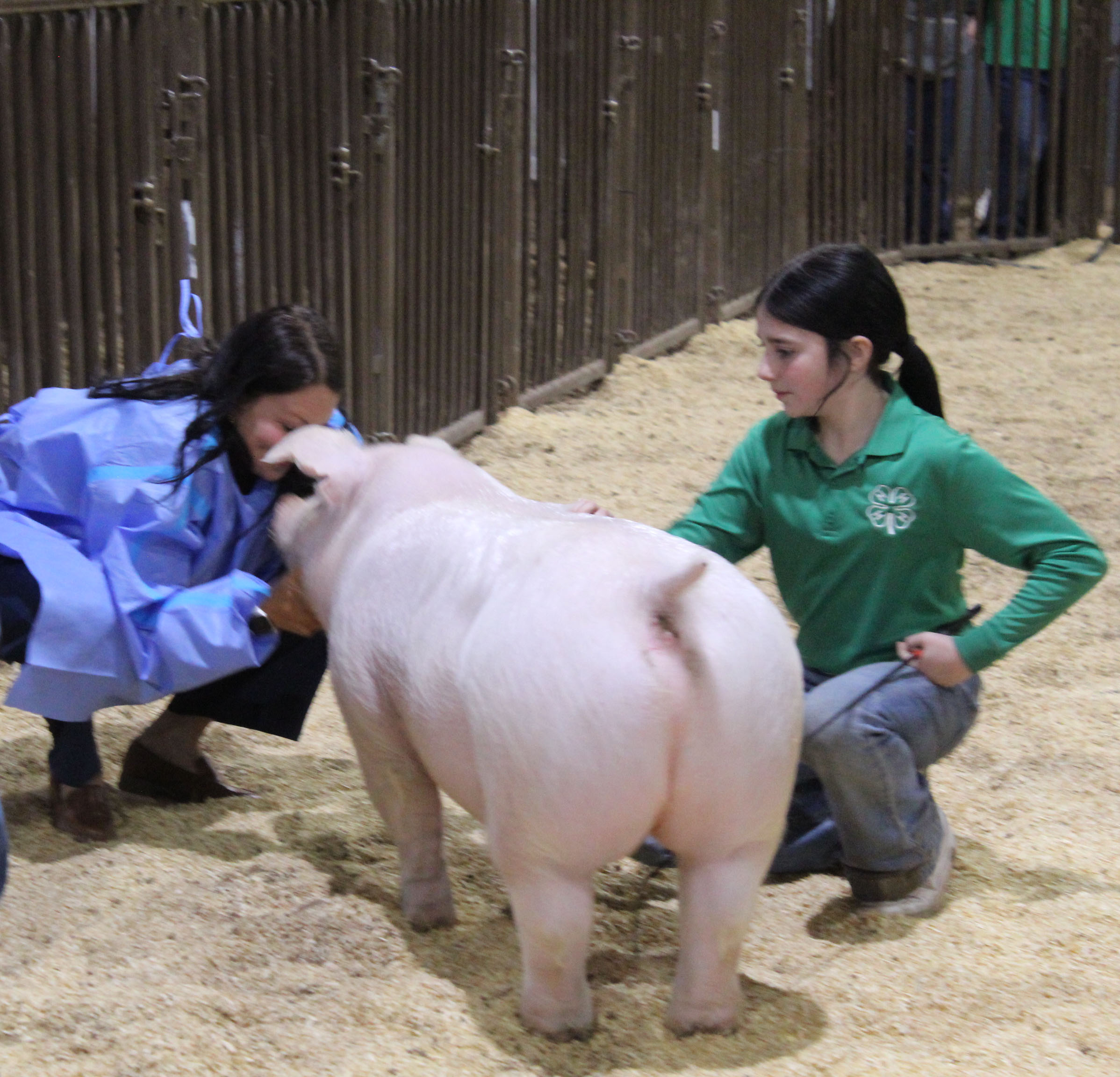 Fichtner Kisses the Pig for United Way