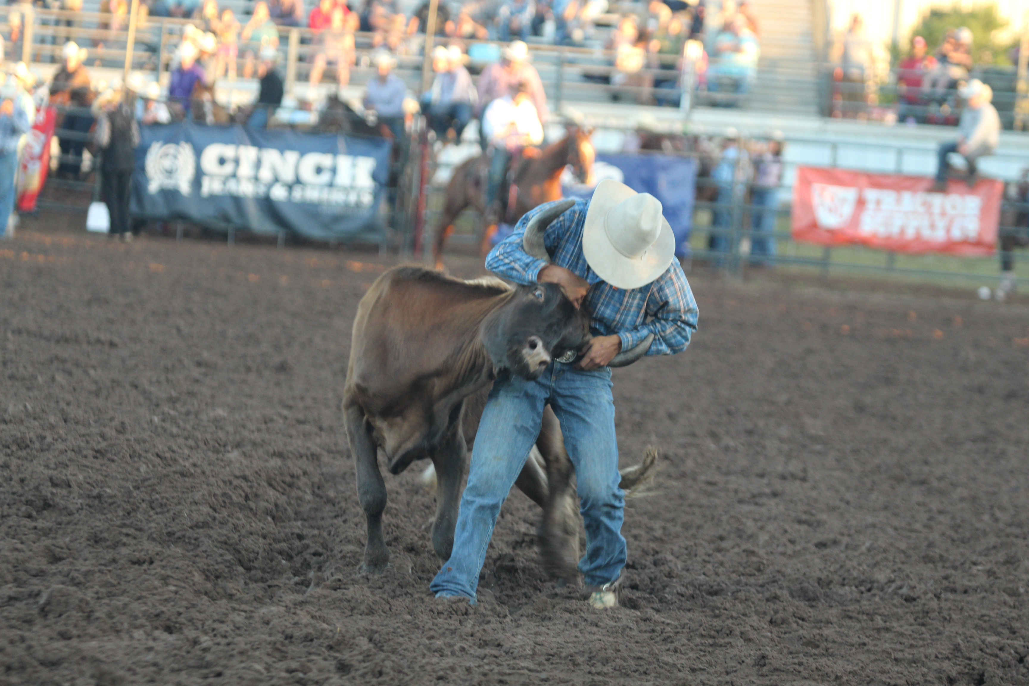 Preston Rodriguez of Clayton, MI, works on taking down a steer in the steer wrestling event of the IFYR on opening night, July 12.