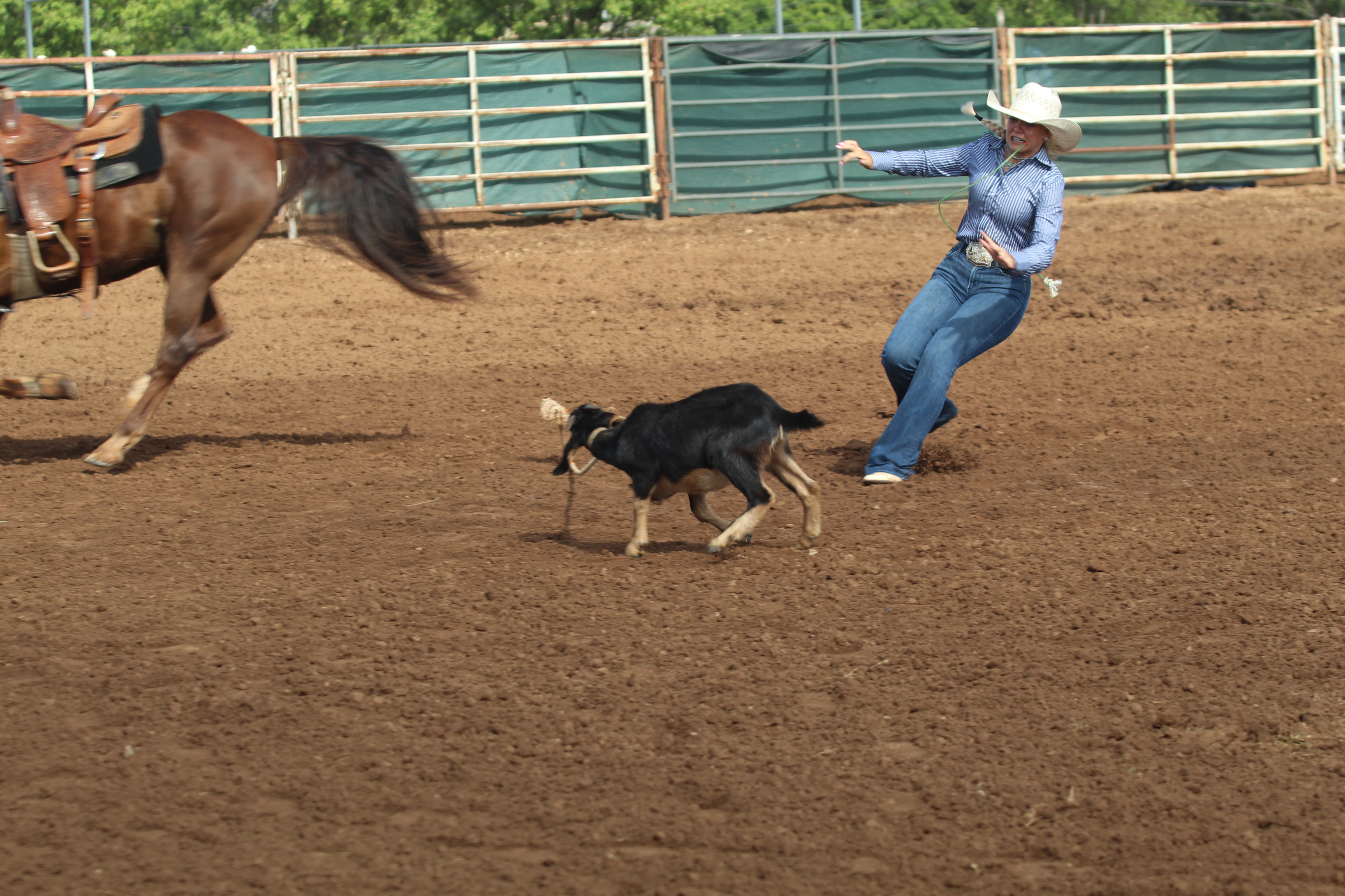After dismounting from her horse, Rianne Tinsley of Bethel runs to a tethered goat to tie it during the International Finals Youth Rodeo on July 16. Photos by Natasha Dunagan, Countywide & Sun