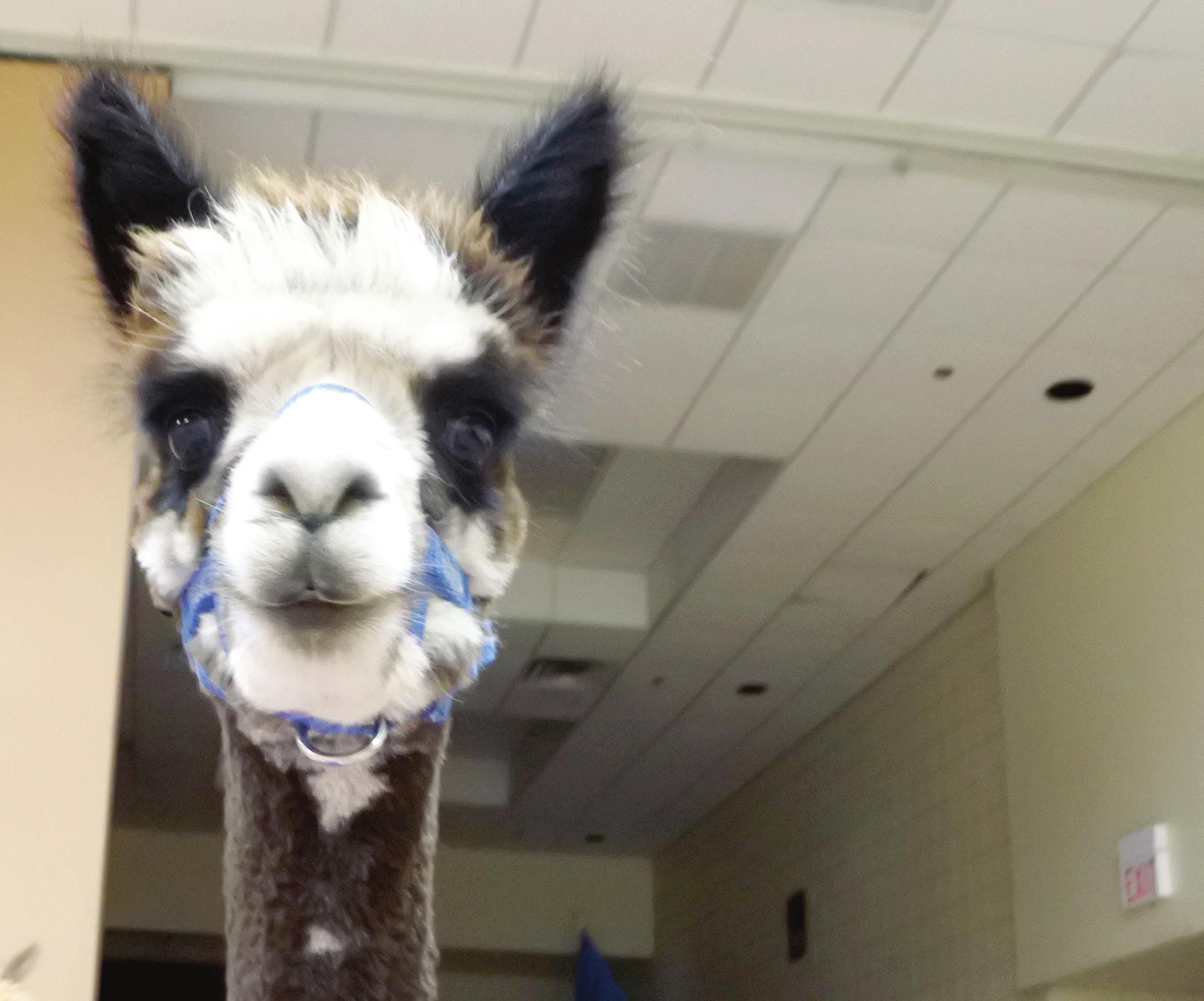 PPLS Hosts Animal Yoga