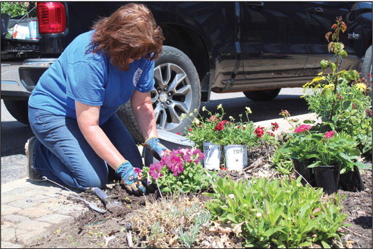 Tecumseh City Clerk/Treasurer/Administrative Assistant Cathy Condit plants petunias in one of the 16 gardens on South Broadway Street on April 17. Condit has planted annuals and perennials on the street corners each spring, all but one year, since 2010. Countywide &amp; Sun/Natasha Dunagan