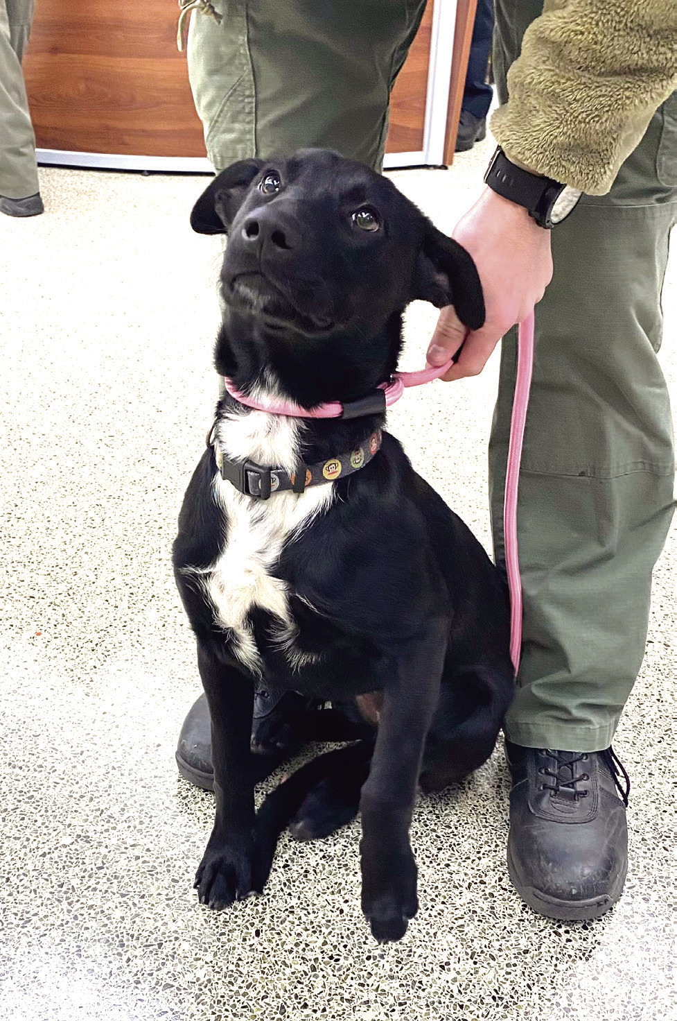 The Pet of the Month featured at the Shawnee City Commissioner's meeting is Lisa. Lisa and her two sisters, Cassie and Sally, are Lab mixes and about seven to eight months old. They've been spayed and vaccinated and wish for a warm and loving home this Christmas. Julie Talton, Countywide & Sun
