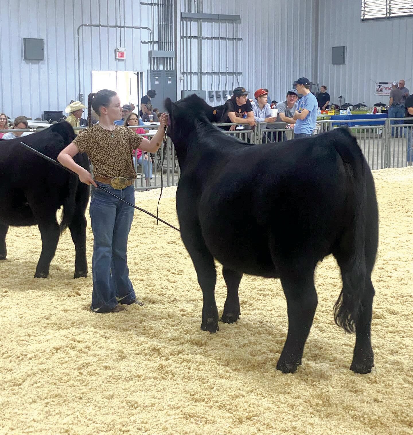 Taycie Baker, of Bethel, shows one of her Limousin heifers during the Limousin Field Days and OK Junior Cattlemen’s AssociationSummer Preview Show in Stillwater, May 30-June 1. Photo provided.