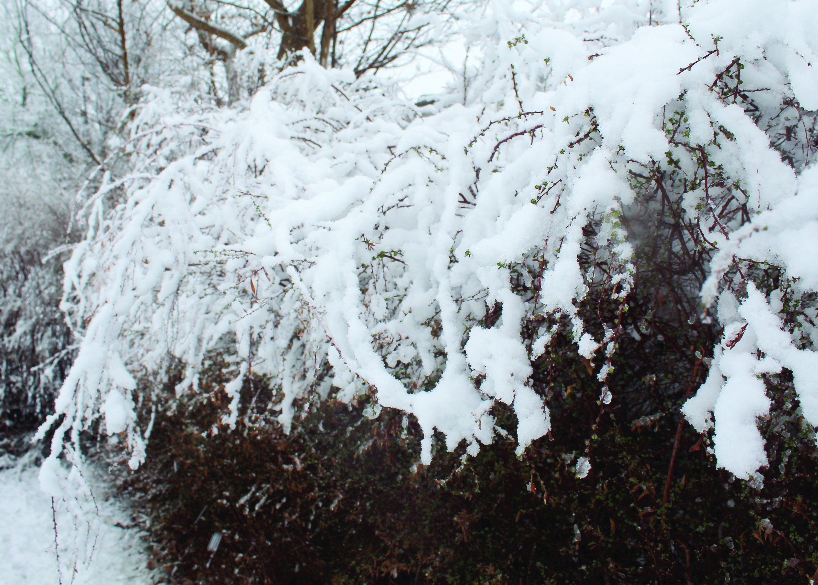 Winter snow in late January. File Photo