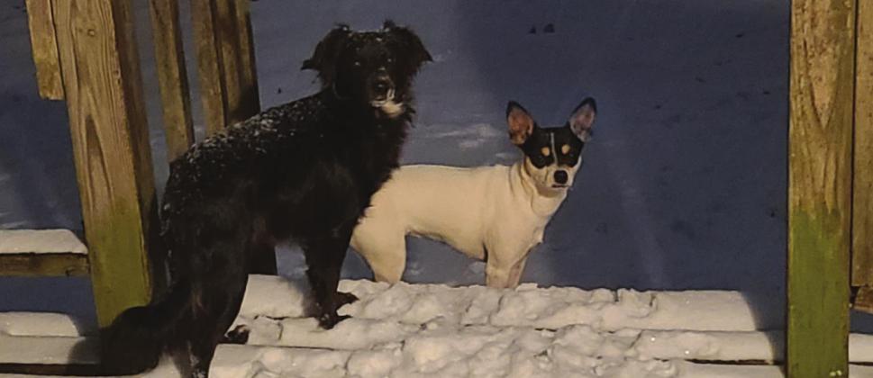 SNOW DAYS