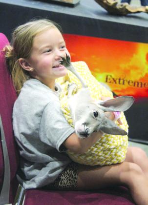 Hadleigh Taft, 6, of Harrah, holds Violet, the 11-month-old joey, at the Extreme Animals attraction during the Outdoor Nation Expo on Aug. 12. Countywide &amp; Sun/Natasha Dunagan