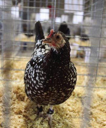 OSPF Show Draws Poultry Enthusiasts Nationwide