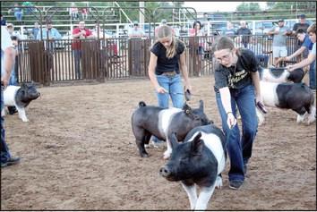 Maddox Henry, right, of Caddo FFA, and Natalie Hale, of Spiro 4-H, show their Hampshire pigs.Henry’s Hampshire placed first in Class 1, and Hale’s placed second.