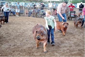 Hadley Hale, 9, of Spiro 4-H, shows her Duroc pig in Class 2 during the T-Town Showdown.