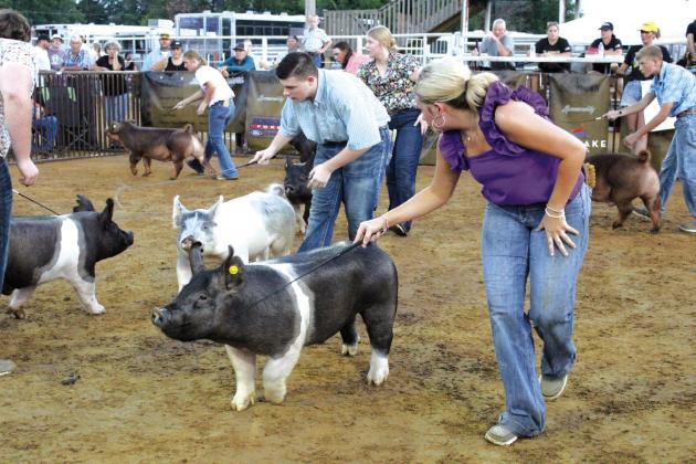 Pictured right, Austyn Wood, of McLoud, foreground, and several other exhibitors, ages 16-19, compete in the Senior Showmanship division. FFA and 4-H exhibitors from all over the state participated in the event.