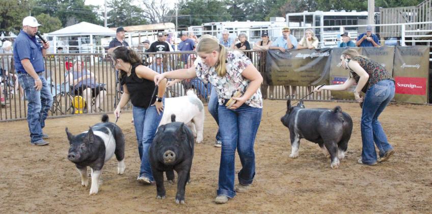Pictured below, Hailee Townsend, center, and Kinsley Whittington, far right, both of Tecumseh, compete in the Intermediate (ages 12-15) Showmanship portion of the Third Annual T-Town Showdown, held at the Tecumseh Round-Up Club on Aug. 24. The judge was Dustin Ham of Ham Livestock.