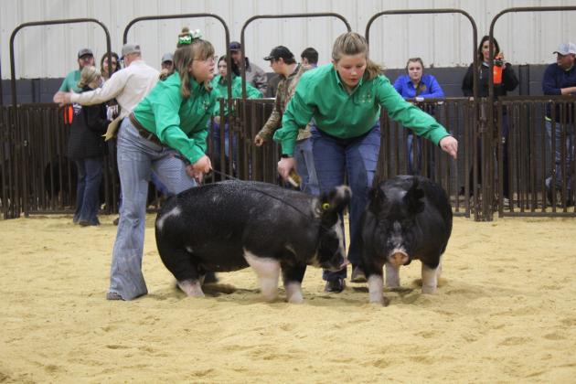 Maci Peacock and Hailee Townsend show their swine.