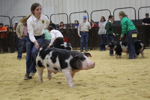Lily Privett shows her swine.
