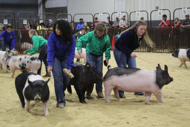 Paige Smith, Cooper Laughlin, &amp; Madison Bickel show their swine.