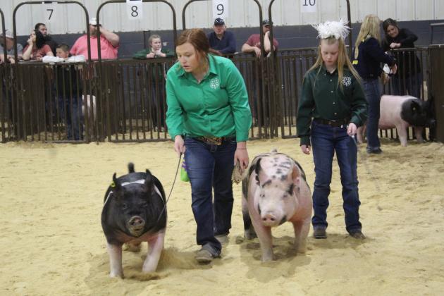 Karleigh Wood &amp; Kynlee Stephens show their swine.