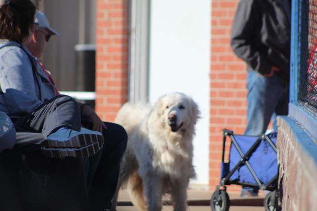 Bethel dog