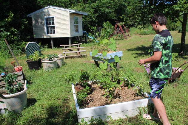 Gabe Hobbs presents his raised-bed garden of peppers, including candy cane, bell peppers, and garden peppers.