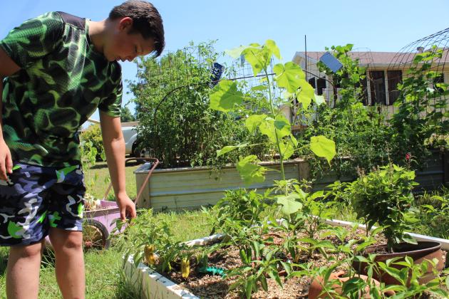 Gabe Hobbs presents his raised-bed garden of peppers, including candy cane, bell peppers, and garden peppers.