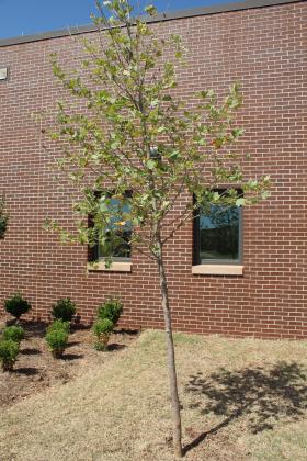 A sycamore tree was planted in front of Sycamore Cottage, as were other indigenous Oklahoma trees at the six other new cottages.