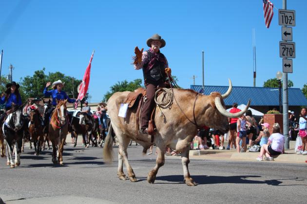 Longhorn Steer