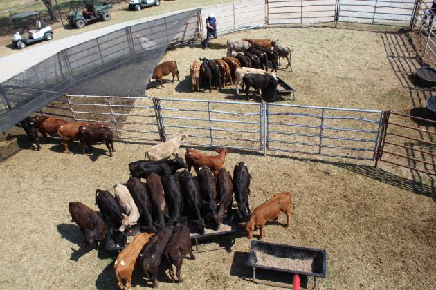 IFYR 2022