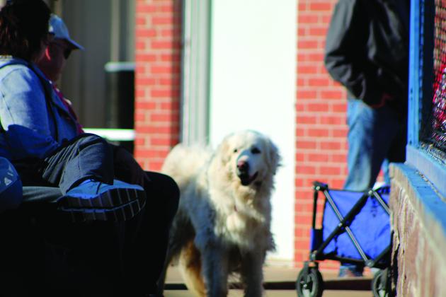Luna visits a baseball game at the Bethel ball field on April 8 of this year. Countywide &amp; Sun/Natasha Dunagan