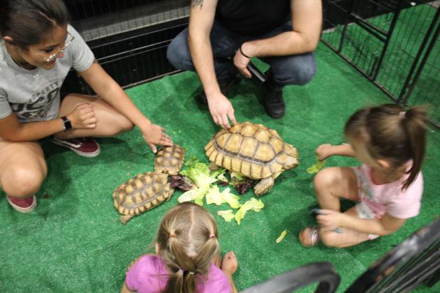 African Sulcata Tortoises