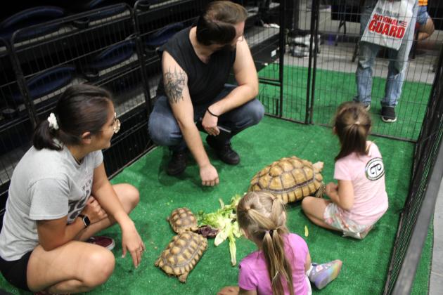 African Sulcata Tortoises