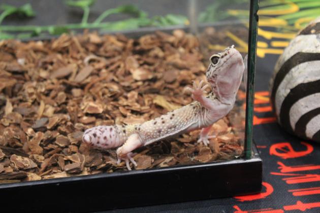 Leaf Gecko