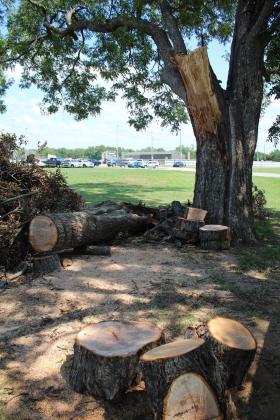 Ant damage recently caused a large branch to fall from this century-old pecan tree at Tecumseh High School.