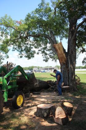 Principal Randy Dilbeck works to cut up and remove a branch from a century-old pecan tree on the high school grounds.