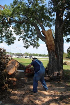 Principal Randy Dilbeck works to cut up and remove a branch from a century-old pecan tree on the high school grounds.