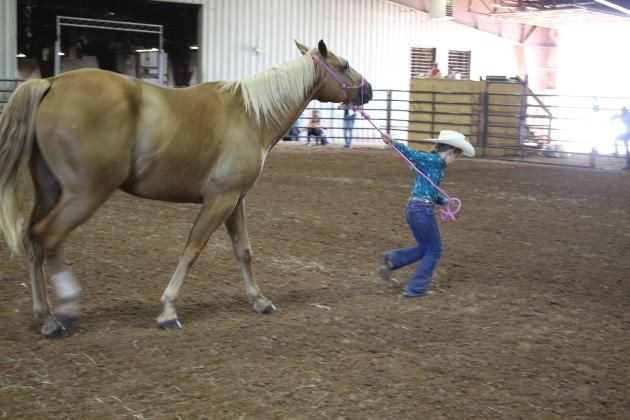 4H &amp; FFA Horse Show