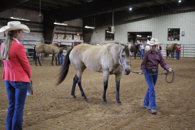 4H &amp; FFA Horse Show