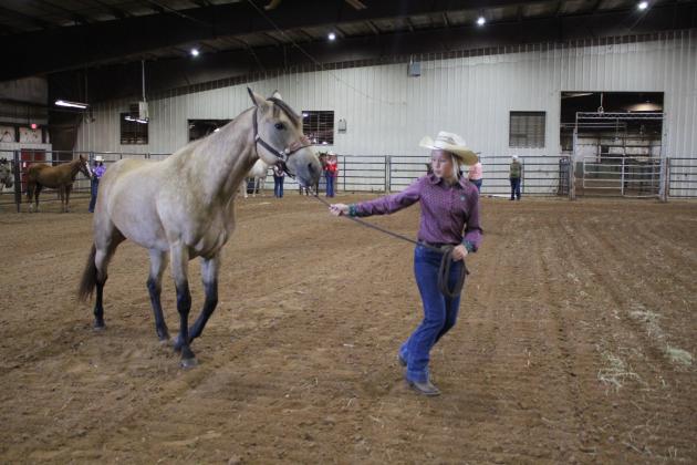 4H &amp; FFA Horse Show