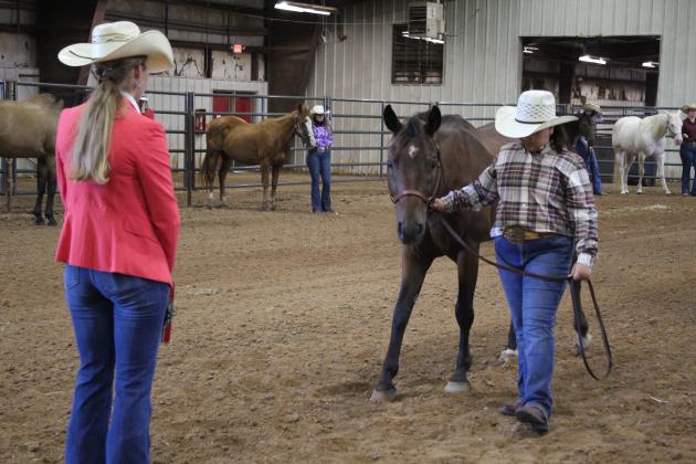 4H &amp; FFA Horse Show
