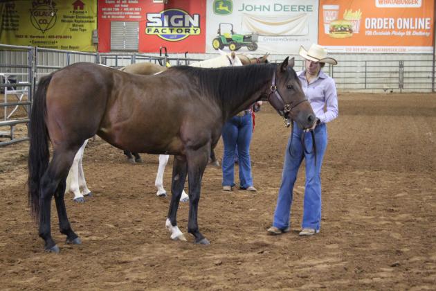 4H &amp; FFA Horse Show