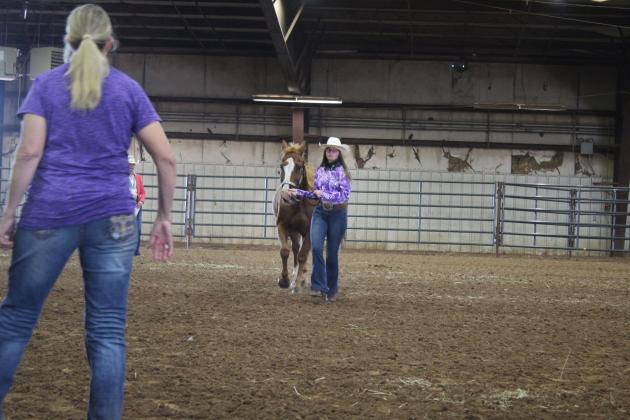 4H &amp; FFA Horse Show