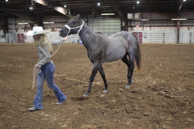 Pott. Co. Horse Show