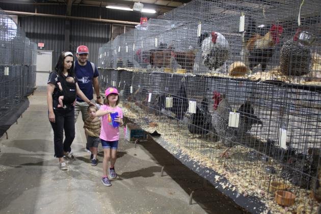 Poultry Showing