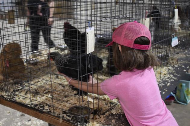 Poultry Showing