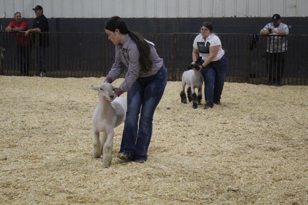 Sheep Showing
