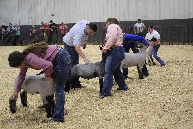 Sheep Showing