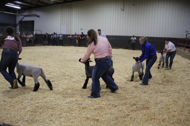 Sheep Showing