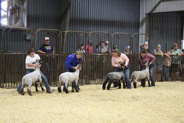 Sheep Showing