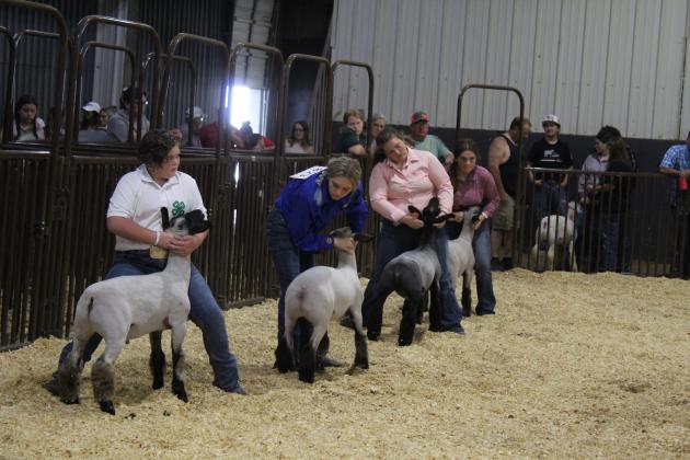 Sheep Showing