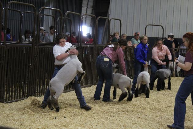 Colleen Williams, of Dale 4-H; Baylee Foster, of Dale FFA; Hailey Gomez, of McLoud FFA; and Poppy Robinson, of Dale FFA, show their Class 2 Wethers during the Pottawatomie County Free Fair at Shawnee's Heart of Oklahoma Expo Center on Sept. 10. Robinson won her class. Countywide &amp; Sun/Natasha Dunagan