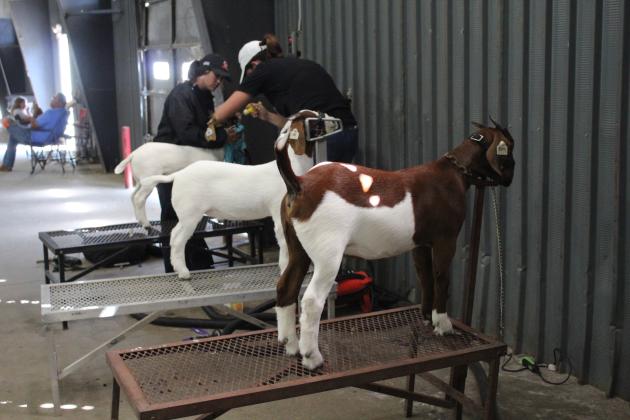 Goat Tending